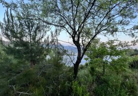 Земельный участок 14686 м2 в Каябаши, Аланья